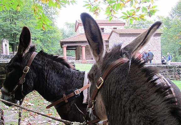 Packeselwanderungen
