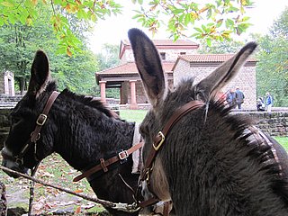 Packeselwanderungen