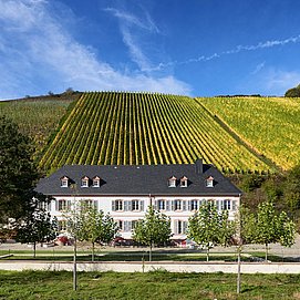 Weingut Cantzheim (7)