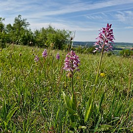 Orchideen Eiderberg Freudenberg