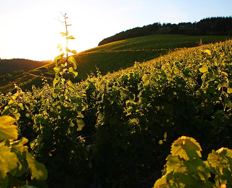 Weingut Forstmeister Geltz Zilliken (02)