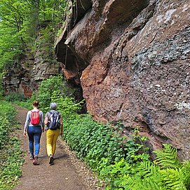 Kollesleuker Schweiz (2)