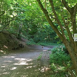 Weg von Starkenburg ins Ahringsbachtal (Bachweg) Höhe Oberes Schafseifen (Am Kasten).