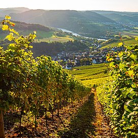 Saar-Riesling-Steig