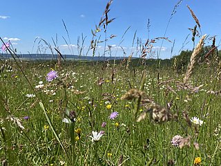 Bunte Wiese