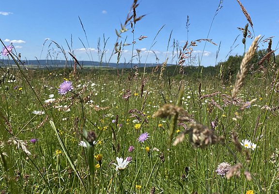 Bunte Wiese