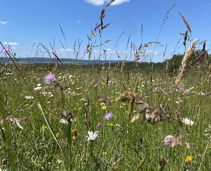 Bunte Wiese