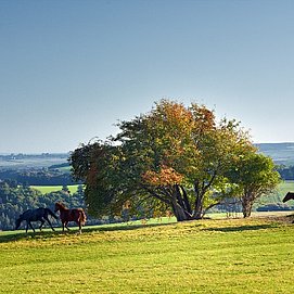 Hunsrück