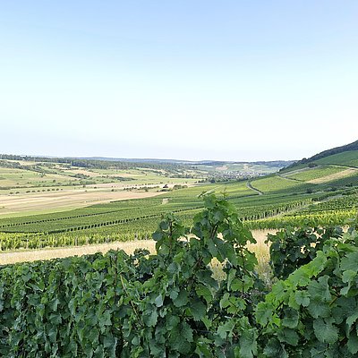 Foto: Weinberge im Konzer Tälchen