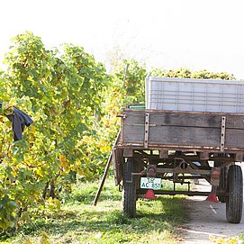 Weinlese