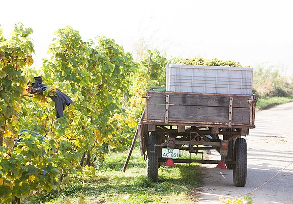 Weinlese