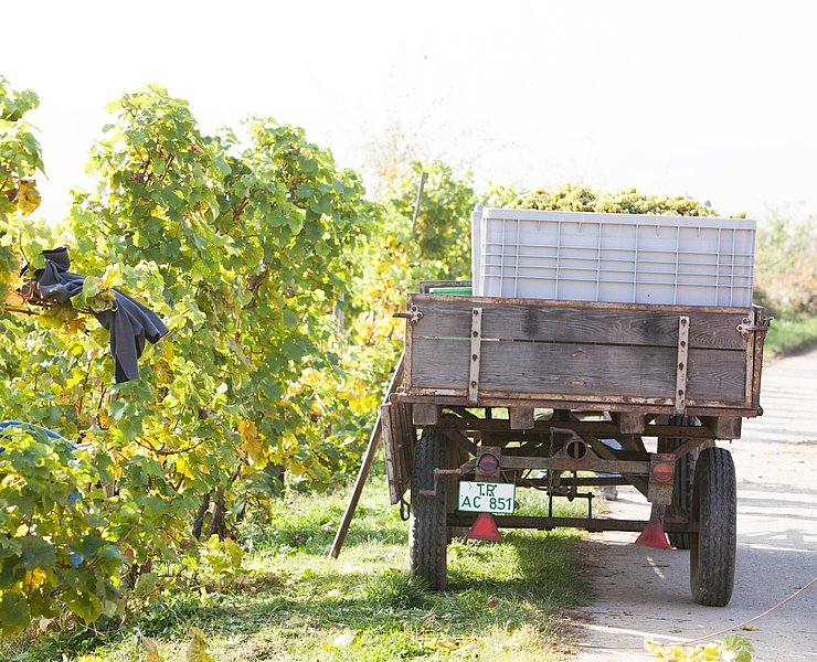 Weinlese