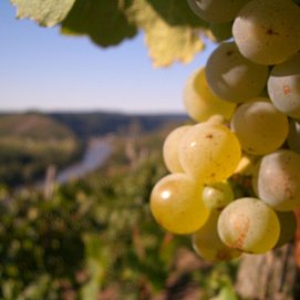 Weinberge an der Saar