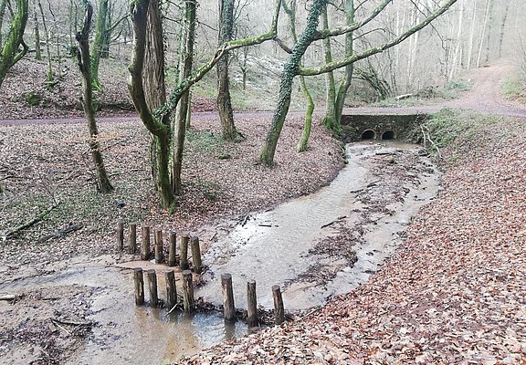 Informationspavillon Wald und Wasser (1)