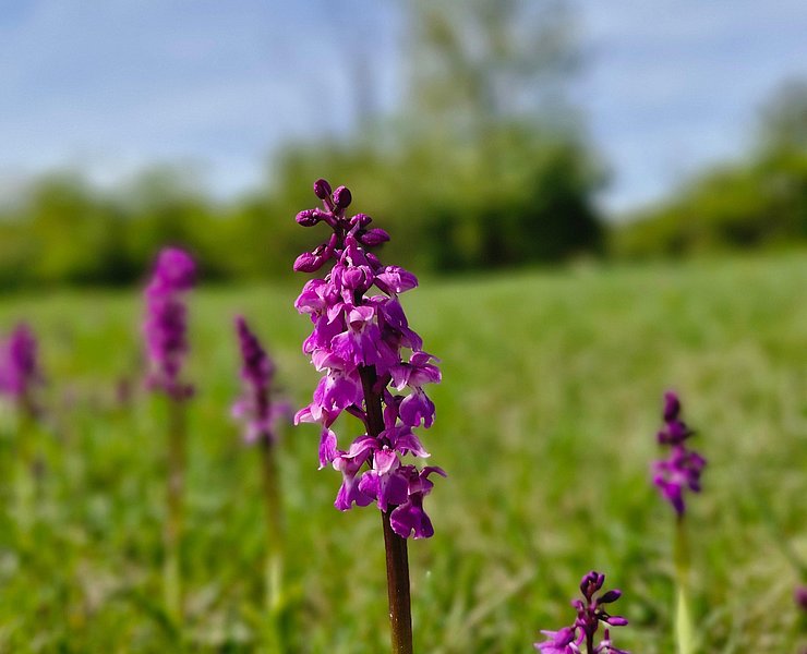 Orchideen Wasserliesch