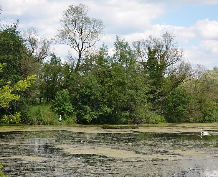 Vogelschutzgebiet "Pferdemosel" am Mosel-Radweg bei Nennig