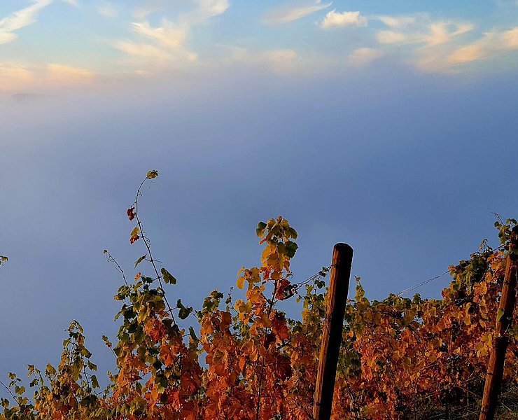 Weingut Von Othegraven Kanzem (05)