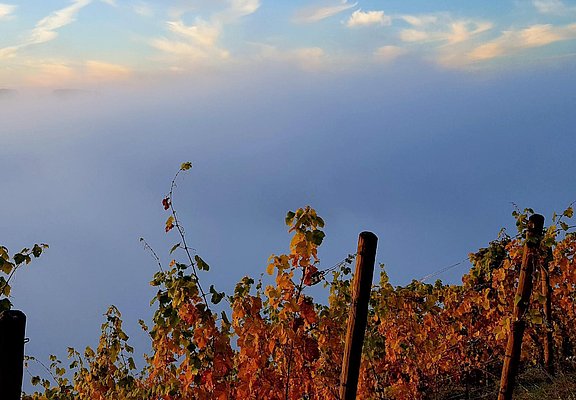 Weingut Von Othegraven Kanzem (05)