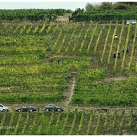 Weingut Rinke GbR (2)