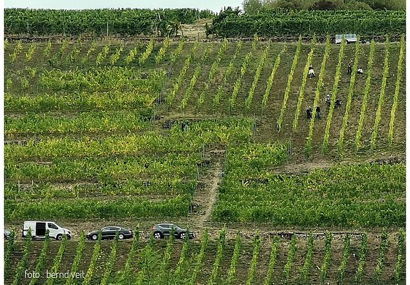 Weingut Rinke GbR (2)