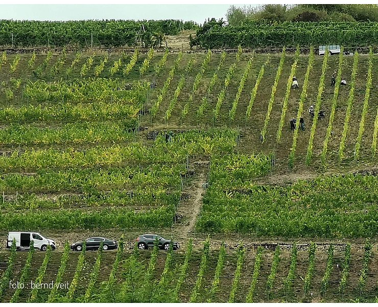 Weingut Rinke GbR (2)