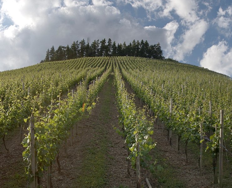 Weinberg im Ruwertal