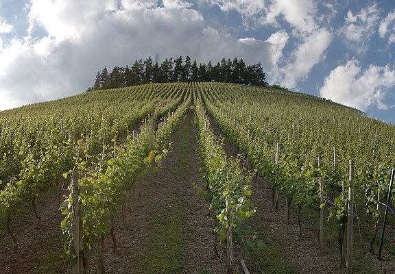 Weinberg im Ruwertal