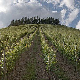 Weinberg im Ruwertal