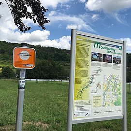 Wasserliesch (1)