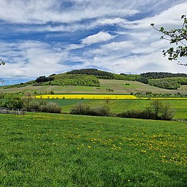 Blick auf die Weinberge von Oberemmel