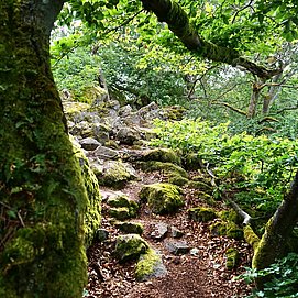 Felsen Maunert