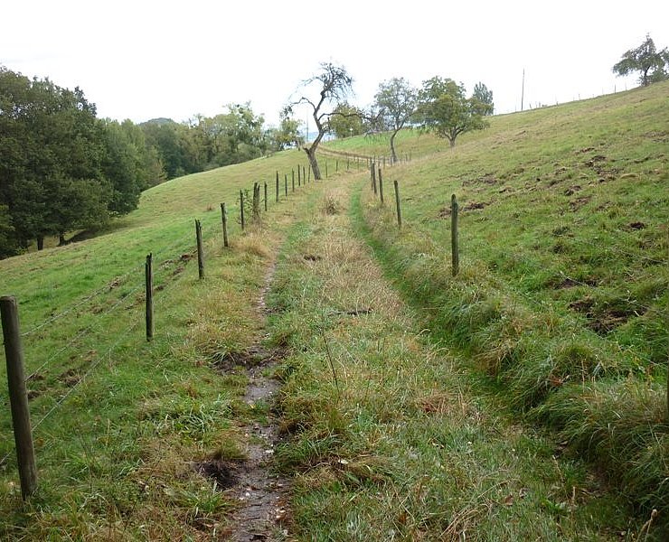 Wiesenweg durch Weideflächen mit alten Obstbäumen am Sirzenicher Bach