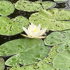 Kanuexpedition mit Naturguide (5)