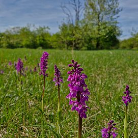 Orchideen in Wasserliesch