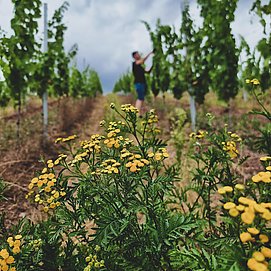 Weingut Schuster Oberemmel (06)