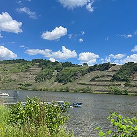 Blick auf die Weinberge von Mehring
