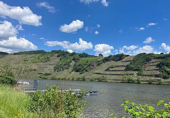 Blick auf die Weinberge von Mehring