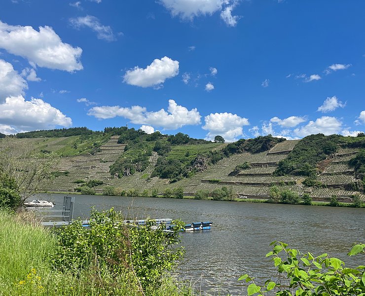 Blick auf die Weinberge von Mehring