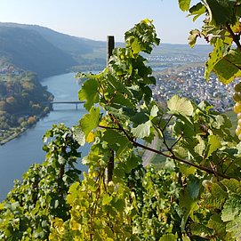 Weinreben mit Ausblick auf Mehring