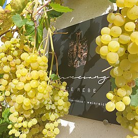 Weingut Permesang (9)