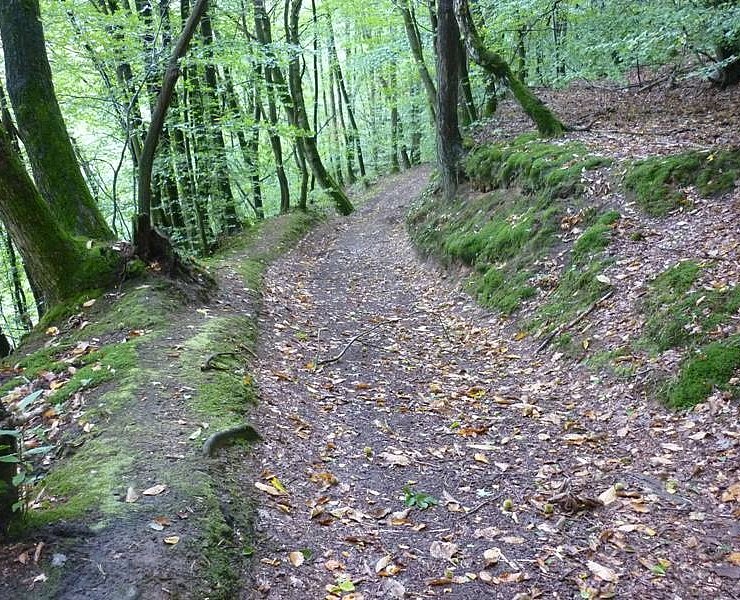 Waldweg oberhalb des Sirzenicher Baches