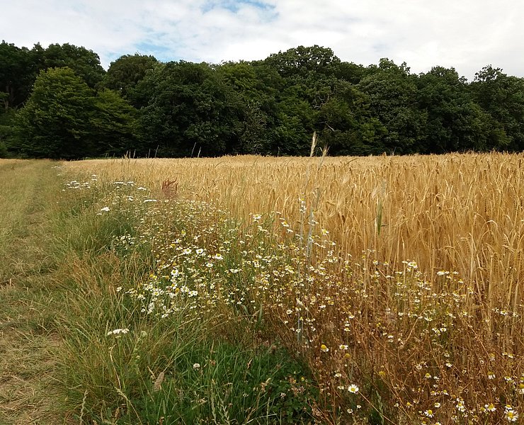 Blumen am Feldrand