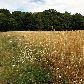 Blumen am Feldrand