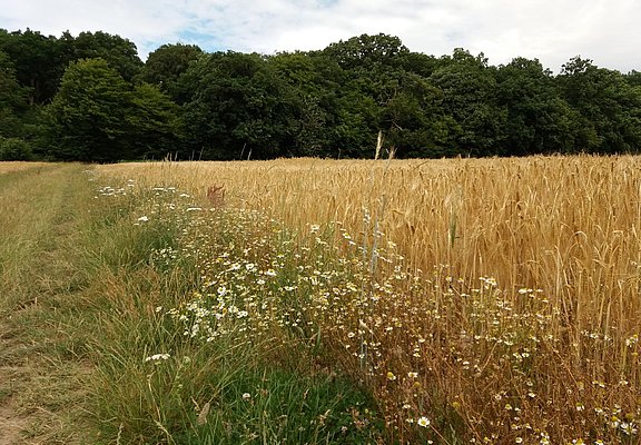 Blumen am Feldrand