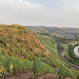 Blick auf Wiltingen