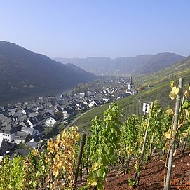 Aussicht aus den Weinbergen auf Ediger-Eller