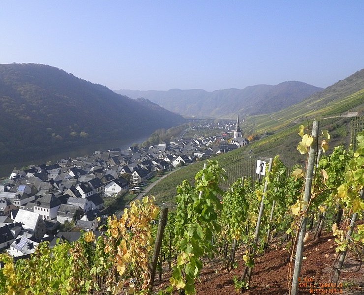 Aussicht aus den Weinbergen auf Ediger-Eller