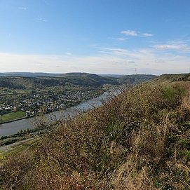 Blick entlang der Hangkante flussabwärts. Unten im Moseltal liegt Wehlen