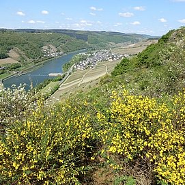 Aussicht vom Kirster Grat Richtung Enkirch