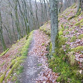 Pfad im Kautenbachtal